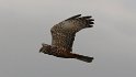 Marsh Harrier hunting (2)